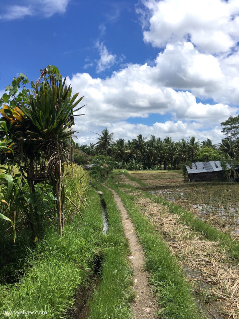 Reisfelder hinter dem Café Pomgranate in Ubud, Bali